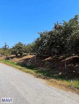 Remax Maviden Karasu Limanderede Asfalt Yola Cephe 4053 M² Tarla