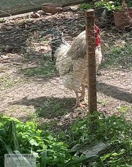 Tire Eskioba'da Satılık 2000 M2 Bahçe Ve Bağ Evi