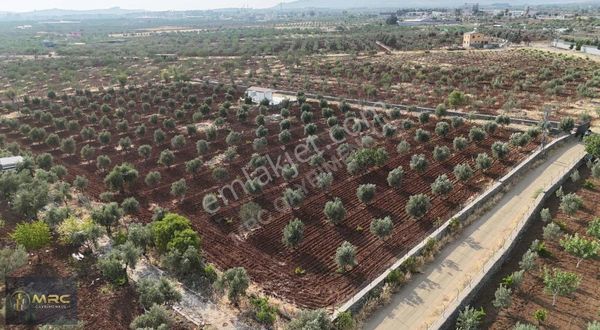 Mrc Gayrimenkulden Dolce Vita Arkasında Kaçırılmayacak Mülk
