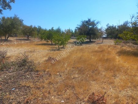 Yassıbağda 1800 Metrekare Müstakil Tapu Bahçe