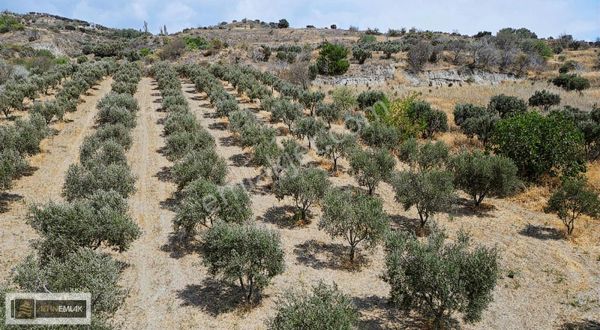 Tekirdağ Şarköy Mürefte Mah. Zeytinlik