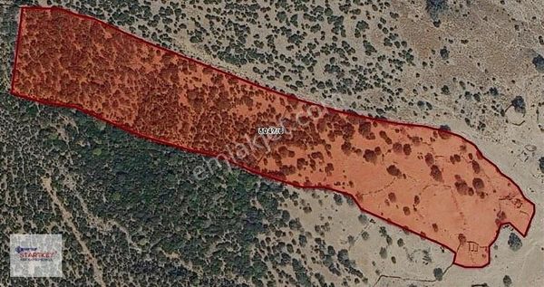 Aliağa Hacıömerli'de 30 Dönüm Zeytinlik