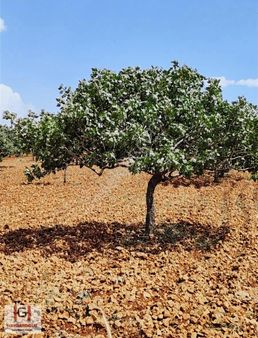 Suboğazı'nda Satılık Fıstıklık, Kadastro Yolu Üzerinde