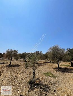 Ege'de Huzurlu Bir Yatırım; Aliağa Bozköy'de Zeytinlik Fırsatı !