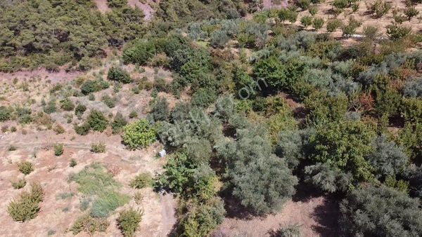 Allahdiyen 40.298 M2 Satılık Zeytin Ve Kiraz Bahçesi