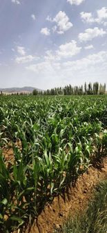 Tok Emlaktan Ortatepe Mahallesinde 11.540 Metrekare Satılık Araz