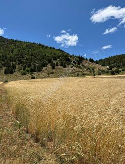 Tok Emlaktan Satılık Küçüksuda Tarla