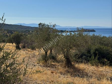 Merkez'den Dikili Bademli’de 5.776,11 M² Yatırımlık Zeytinlik / İmara Sınır