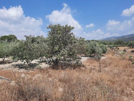 Mersin Toroslar Çelebilide Bn Termal Otel Yakını Yetişmiş Zeytinlik