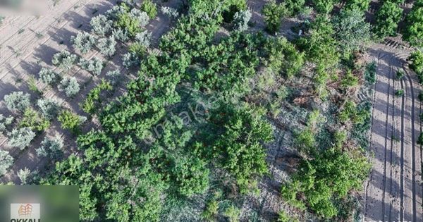 Okkalı Emlak Tan Emiralem Yayla Mah. Satılık Bahçe