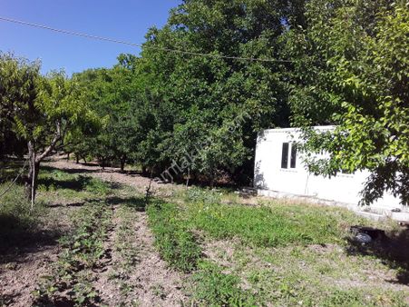 Keban Yolu Cip Mesire Yolu Satlık Hazır 4580 M2 Bahçe