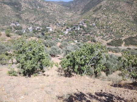 Lider'den Bağcıllı Mahallesinde 2020 M2 Satılık İncirlik & Zeytinlik