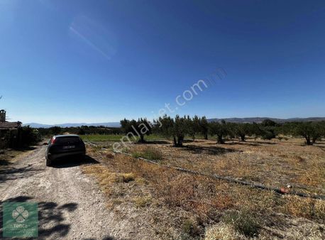 Yonca Gyo Dan Soma Cınge Mahallesi Satılık Tarla