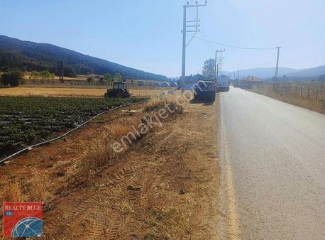 Sakarya Pamuk Ova Hüseyinli De 5733 M2 Çilek Tarlası