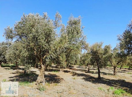 Bursa Orhangazi Çakırlıda 3879m2 Gölmanzaralı Bakımlı Zeytinlik