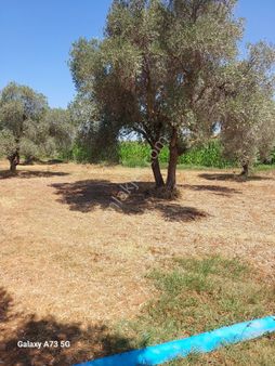 Bodrum Mumcularda Satılık Tarla