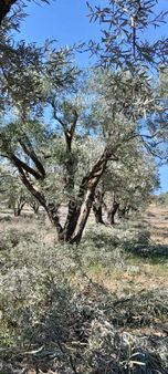 Bsm'den Aydın Karacasu Yatırımlık Zeytinlik