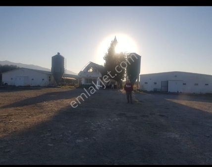 Kemalpaşada Satlik Tavuk Çiftliği