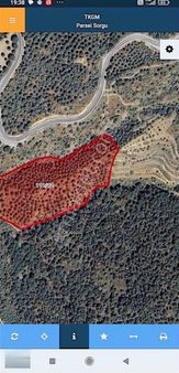 İçerisin De Yetişkin 1000adet Fıstık Çamı Bulunan Tarla Vasfında