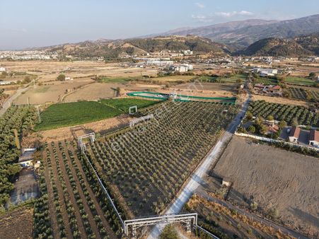 Manisada Hazır Kurulu 17 Dönüm Zeytinlik