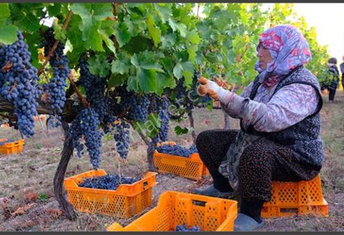 Bekilli'de Dikdörtgen, Verimli, Bağ Nitelikli 2400 M² Tarla