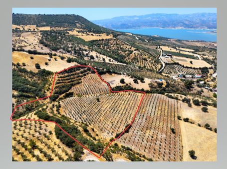 Salihli Hacıköseli'de Satılık 38068 M2 Zeytinlik (video)