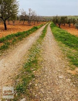 Çetin Emlak'tan Kürüm'de Satılık Arazi