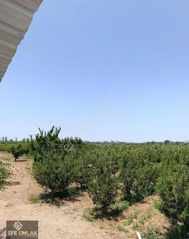 Çeltek Mahallesi'nde İmara Yakın Satılık Elma Bahçesi