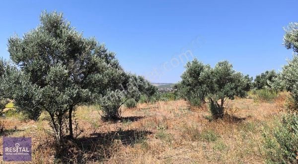Mudanya Hançerli'de 10.600m2 Tek Tapu Tarla Zeytinlik