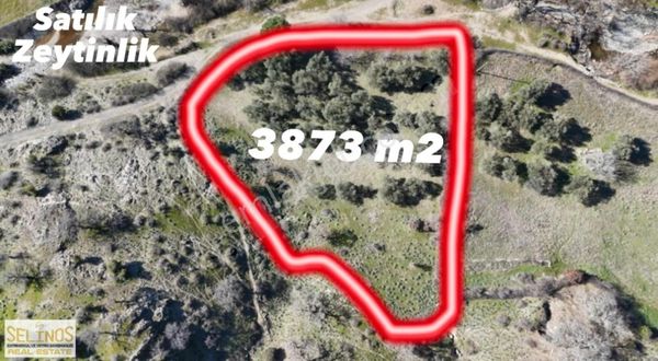 Bergama Yortanlı Köyününün Dibinde Zeytinlik