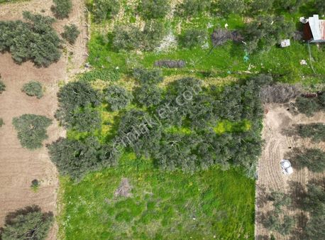 Bölcek Mahallesinin İçerisinde Satılık Zeytinlik