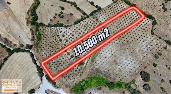 Gaylan Köyünde 10.500 M2 Zeytinlik