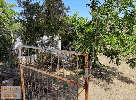 Asfalt Kenarında Evi Olan Tarla