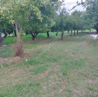 Bergama Bağlarda 1750 M2 Meyve Bahçesi(araç Ev Takas Olur