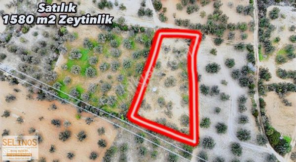 Zeytindağda Merkeze Yakın Manzaralı Zeytinlik