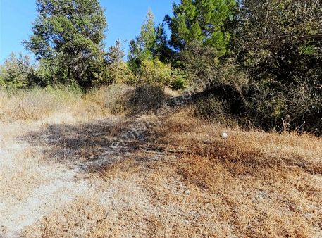 Bergama Dereköy Mahallesinde 2310 M2 Zeytinlik