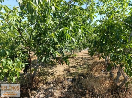 Kurtuluş Mahallesinde 8250 M2 Zeytinlik Elektrik Su Var