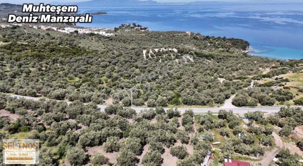 Bademli Yolunda Asfalta Cepheli 584 M2 Arazi
