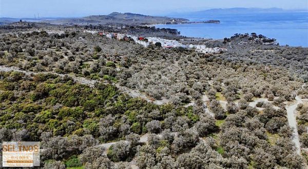 Denıze 250 Metre Uzaklıkta Zeytinlik