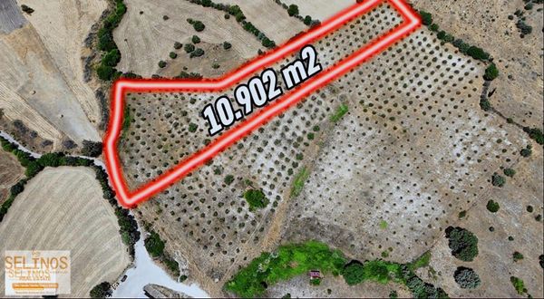 Gaylan Köyünde 10.902 M2 Zeytinlik