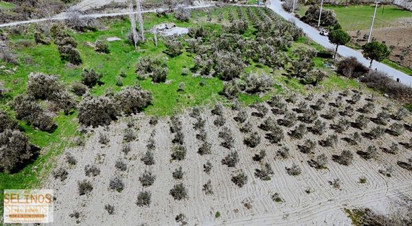 Selinos'dan 11.113 M2 Asfalt Yola Cepheli Zeytinlik
