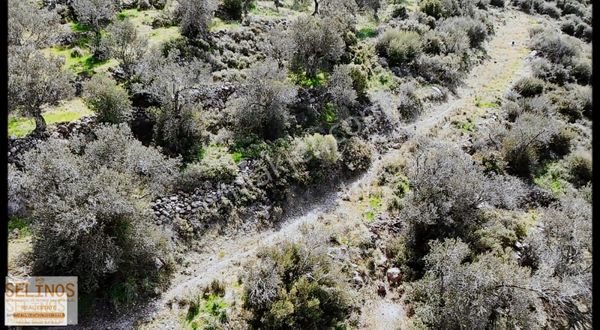 Selinos'dan Deniz Manzaralı Zeytinli Tarla