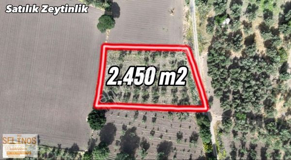 Bergama Göçbeyli Mahallesinde 2450 M2 Yol Cepheli Zeytinlik