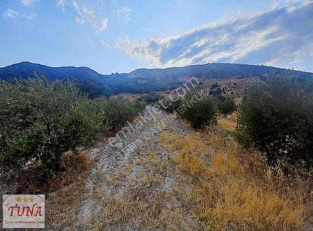 Zeytinlik Satılık Narlıdere Köyü (25 Dönüm) Tuna Gayrimenkul'den