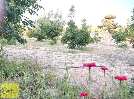Başak'tan Kadastral Yol Cepheli Ceviz Bahçesi