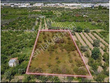 Armutlu Hürriyet Mahallesinde Satılık 2800 M2 Bahçe