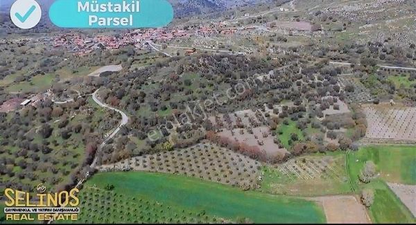 Hamzalı Süleymaniye Köyünde Bergamaya Yakın 4313 M2 Zeytinlik