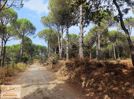 "kozak Yaylası" Karaveliler Mahallesinde 9000 M2 Çamlık