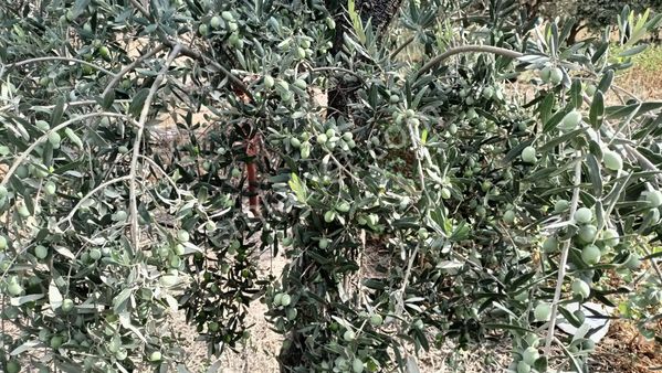 Kemalpaşa Yukarı Kızılca Merkez De Harıka Konumda Satılık Bağ