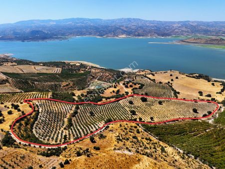 Salihli'de Satılık Baraj Manzaralı 65587 M2 Zeytinlik (video)